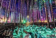 Electric Forest Tickets on Sale | Electric Forest Concert Tickets & Tour Dates | eTickets.ca