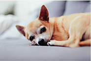 What Are the Signs That Your Dog Is In Pain?: dogexpress — LiveJournal