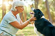 Creating a Safe & Cozy Home for Your Senior Dog | DogExpress
