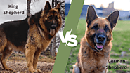How to Spot the Difference between King Shepherd and German shepherd? | DogExpress