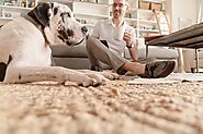 How to Get Rid Of Dog Urine Smell from Carpet | DogExpress |