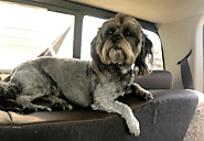 Full-Time RV Living with Dogs