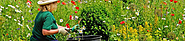 Commercial Garden Maintenance Hampshire | Hire Plants