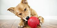 8 Interactive Dog Toys To Keep Your Dog Busy | DogExpress