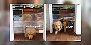 Invisible Challenge For Dogs Go Viral On Twitter | DogExpress