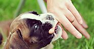 DogExpress: 3 Simple Ways to Stop Your Puppy From Biting