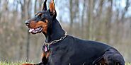 5 Facts you should know about Doberman | DogExpress