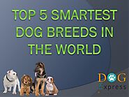 Top 5 Smartest Dog Breeds In The World