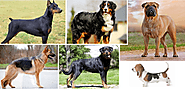 DogExpress: 5 Stunning Indian Dog Breeds You Must Adopt Today