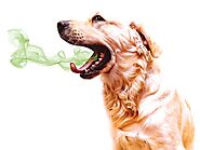 DogExpress: Why Does Your Dog Have Bad Breath?