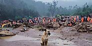 2 Dogs Search for their Humans Amidst Idukki Landslide Debris | DogExpress
