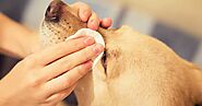 DogExpress: How to Take Care of Your Dog Eyes?
