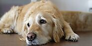Bacterial Infection In Dogs | Dog Health | DogExpress