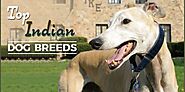 Top 12 Best Indian Dog Breeds - DogExpress