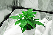 Comprehensive Guide: How To Grow CBD Marijuana