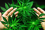 DEA Allow to Grow 3.2 Million Grams of Marijuana in 2020