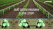 Netafim Drip Irrigation Benefits For Cotton | Netafim India