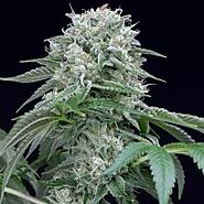 Medical Seeds for sale