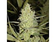HIGH-QUALITY MEDICAL SEEDS FOR SALE FOR ALL TYPES OF GROWING ENVIRONMENT
