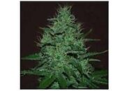 BROWSE THE COMPREHENSIVE SELECTION OF FEMINIZED MARIJUANA SEEDS FROM CANNAPOT