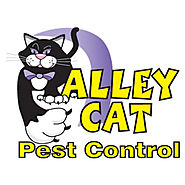 Pest Control Companies In Tampa
