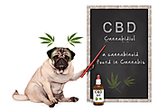 What benefits does CBD oil have for dogs?
