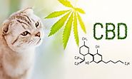 CBD Oil for Cats: Things You Need To Know