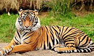 http://cultureindiatrip.com/wildlife-tours.html