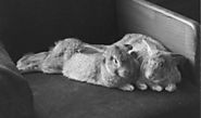 House Rabbit Society | Buy a Bunny a Little Time