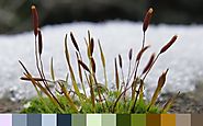 Color Palette FX - Create brilliant palettes from photographs