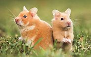 Lovely Hamsters
