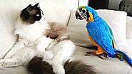 Strange But Cute Relationship Between Cat And Parrot