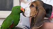 Parrot Playing With A Dog