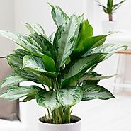 Best Indoor Plants for Air Purification - Air Purifying Indoor Plants