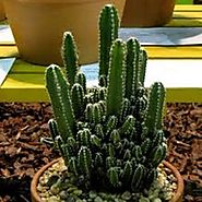 Cactus Plant in Coimbatore | Buy Succulents Online | Succulent Plants Online