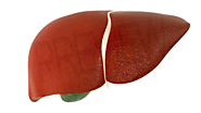 Interactive Digital Graphic Tool for Drug-induced Hepatotoxicity