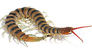 Centipedes Treatment in the Cayman Islands - Pestkil