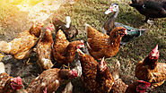 Bird Flu (Avian Influenza)- Symptoms, Causes and Treatment
