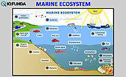 Impact Of Global Warming On Marine Ecosystem - IQ Funda