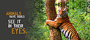 Tiger Kingdom - Best Hotel, Riverside Resort in Jim Corbett |Jungle Safari | Packages
