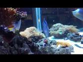 Buy Live Coral - Aquarium Installation Services - New Wave Aquaria