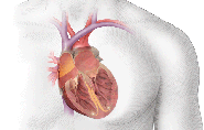 Atrial Fibrillation of the Heart | Signs and Symptoms - Health and Fitness | Tips and Suggestions