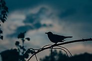 Audible Sound Bird Deterrent Scarer – Georgy H. – Medium