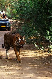 Ranthambore National Park Safari Charges | Ranthambore Jeep Safari
