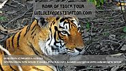 Roar Of Tiger Tour | Wildlife Tour Packages
