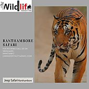 Ranthambore National Park | Ranthanbore Safari