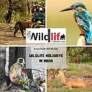 Wildlife Tours India | Wildlife Holidays In India