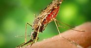 Dengue Fever. How to deal with it malaria malaria wikipedia - New health tips,ingnews health tips, health tips,health...