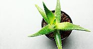 10 Amazing Benefits of Aloe Vera for Health - Go Health Science