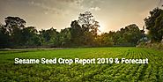 Sesame Seed Crop Report 2019 And Forecast | Organic Sesame Seeds